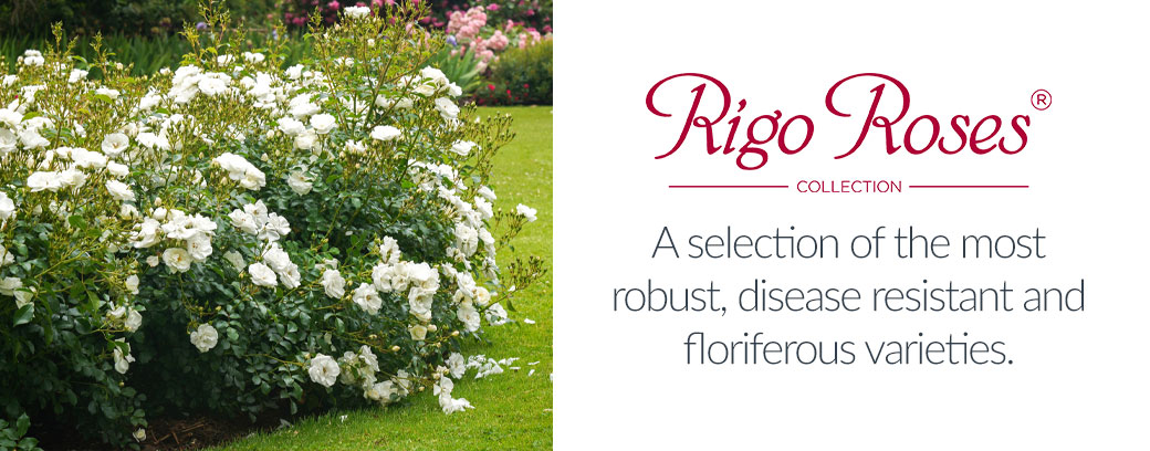 View Rigo Roses Collection